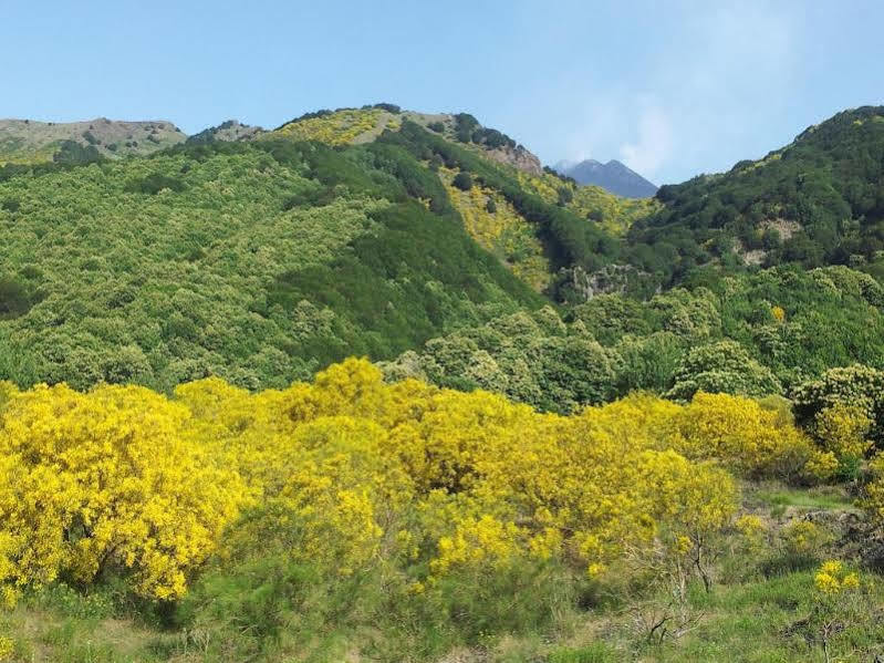 Villa Rosa Etna Apartments Zafferana Etnea Zewnętrze zdjęcie